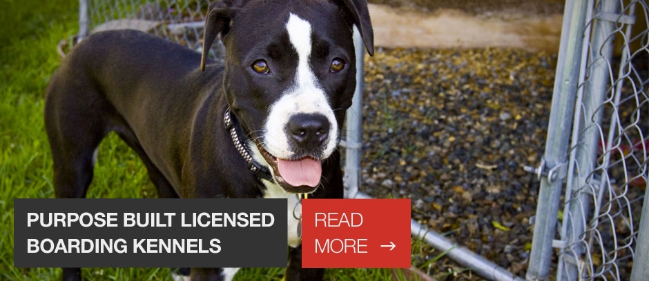 Purpose built and licensed kennels